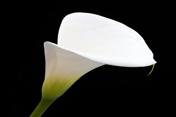 White arum lily leaning across black frame - Foto, imagen