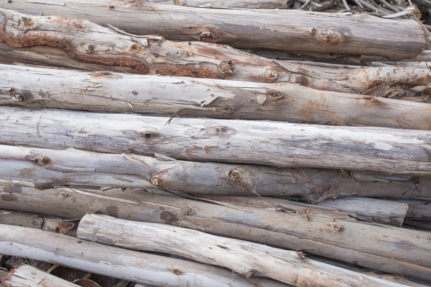 Trockene Eukalyptus gehäckselte Brennholzstämme übereinander gestapelt - Foto, Bild