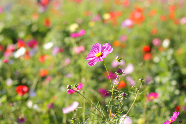 bunte Blumen, selektiver Fokus auf rosa Blume - Foto, Bild
