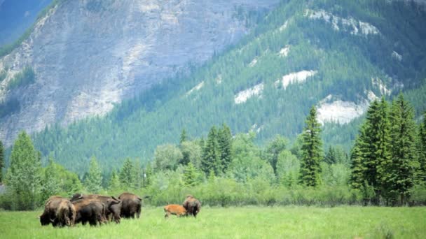 Rebaño de bisontes pastando en pastizales
 - Metraje, vídeo