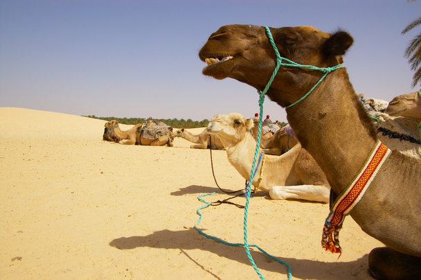 καμήλες ανάπαυσης - Φωτογραφία, εικόνα