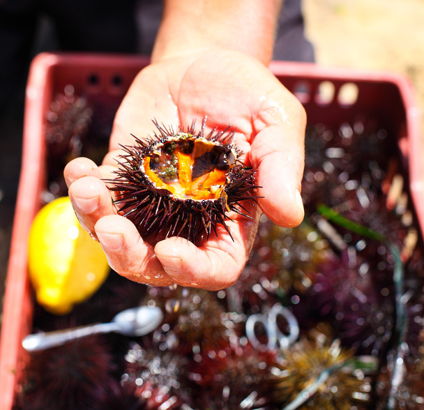 Man holding a sea urchin with lemon for eating it  - Photo, Image