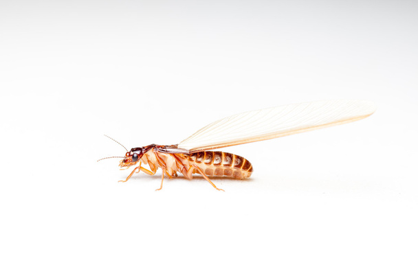 Gevleugelde termieten - Foto, afbeelding