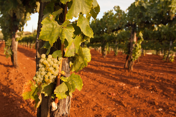 the vineyard - Photo, Image