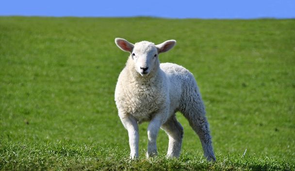 Carino agnello curioso guardando la fotocamera in primavera
 - Foto, immagini