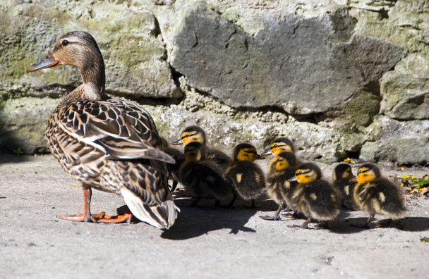 Mommy Wild duck with cute little ducklings on patio - Photo, Image