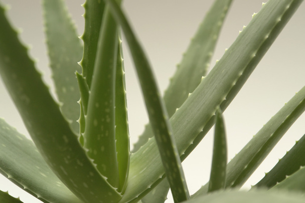 Agave bitki - Fotoğraf, Görsel