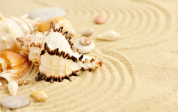 Kumsalda deniz kabukları - Fotoğraf, Görsel