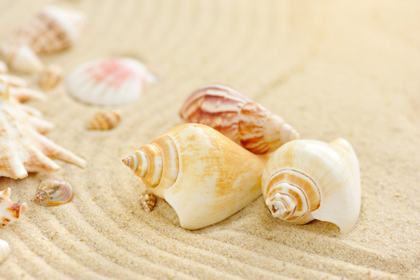 Sea shells on sandy beach - Foto, afbeelding