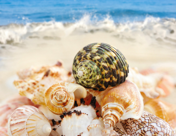 conchas marinas en la playa de arena - Foto, imagen