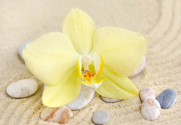 Orquídea y piedras de mar en la playa de arena
 - Foto, Imagen