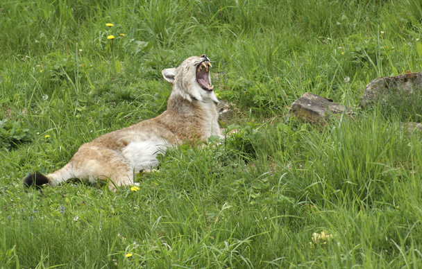Euraziatische lynx gapend - Foto, afbeelding