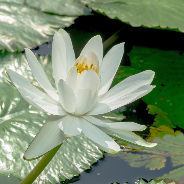 Lotus. - Photo, Image