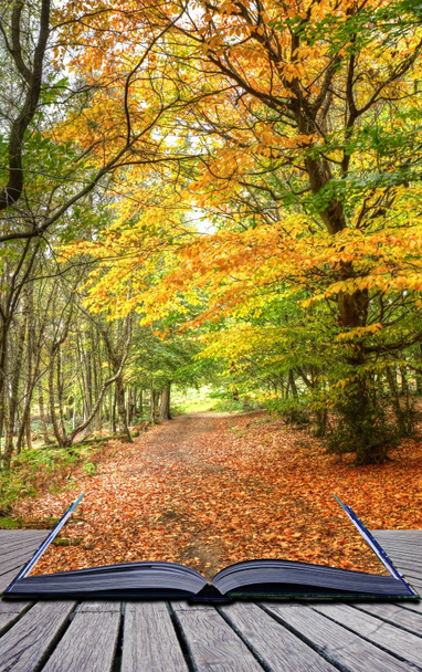 podzim podzim Lesní krajina kouzelné knihy stránky - Fotografie, Obrázek