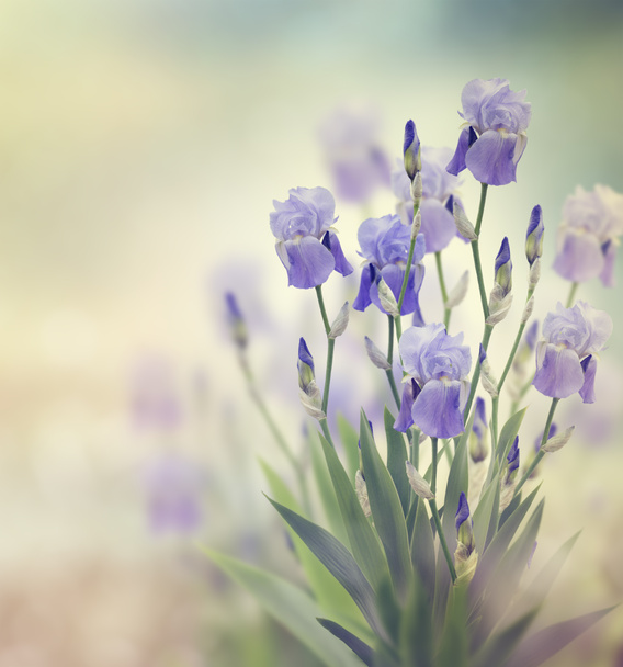 Flores de iris
 - Foto, Imagen