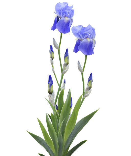Irisblüten - Foto, Bild