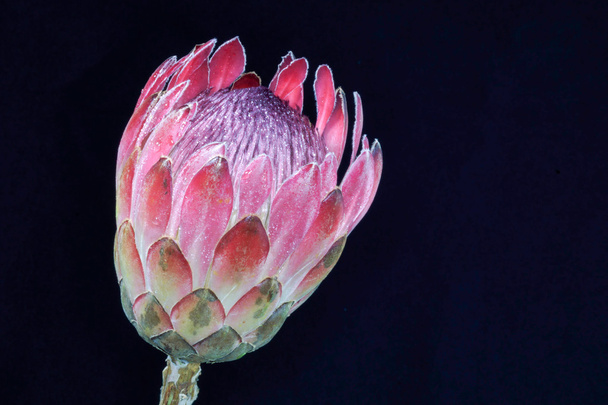 Protea квітка
 - Фото, зображення
