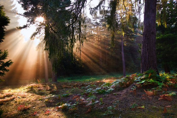 Sol inspirador amanecer irrumpió a través de los árboles en el bosque otoño
 - Foto, imagen