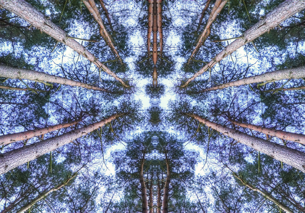bekijken op zoek naar de hemel via symmetrische pine bomen luifel - Foto, afbeelding