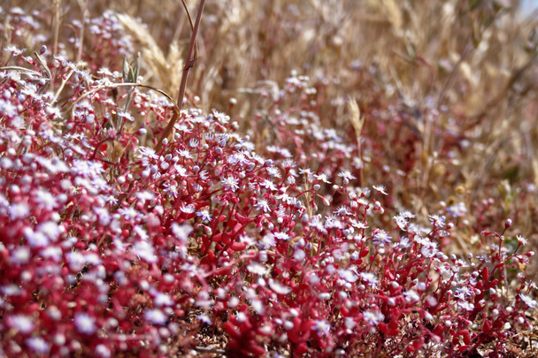 Saxifragem vermelha (Saxifraga) na Sardenha
 - Foto, Imagem
