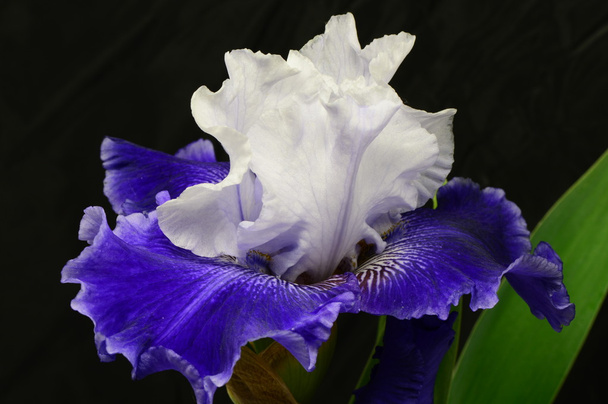 The flower Iris - Photo, Image