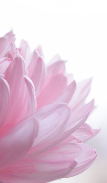 Close Up Image of the Beautiful Pink Chrysanthemum Flower - Zdjęcie, obraz