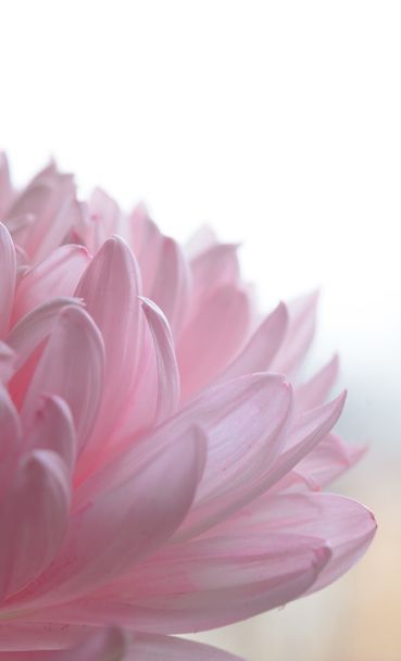Close Up Image of the Beautiful Pink Chrysanthemum Flower - Photo, Image