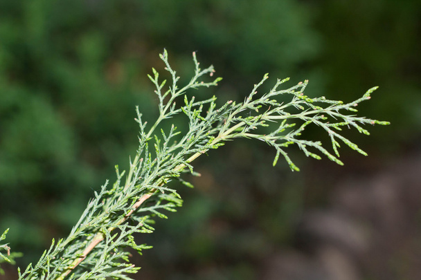 tiny sprigs of fir macro closeup - Photo, Image