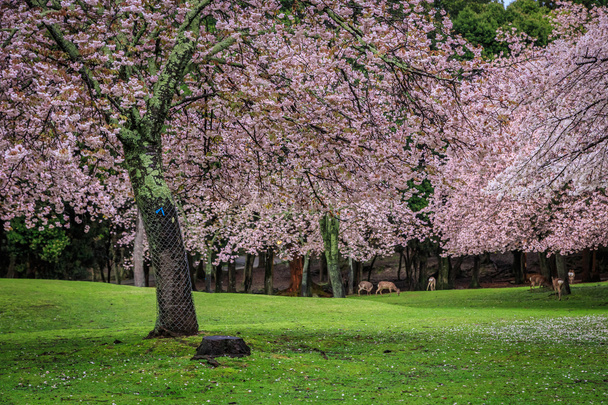 Herten onder sakura boom - Foto, afbeelding