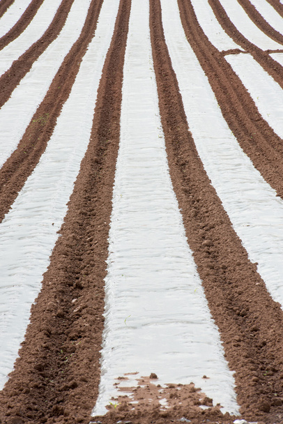 Polytunnel Rows - Photo, Image