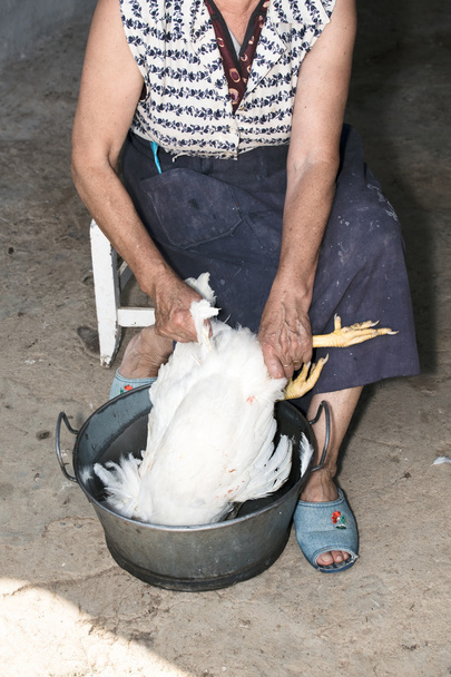 mujer desplumando un pollo
 - Foto, Imagen