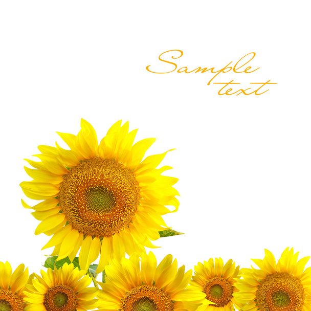 Sunflower - Foto, imagen