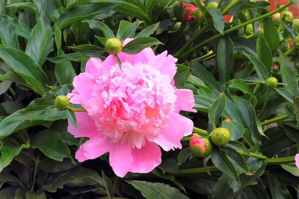 Fleur pivoine rouge
 - Photo, image