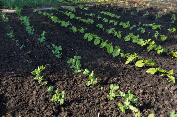 Young seedlings planted out in a veggie garden - Fotó, kép