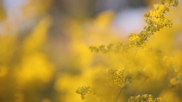 Yellow flowers - Footage, Video