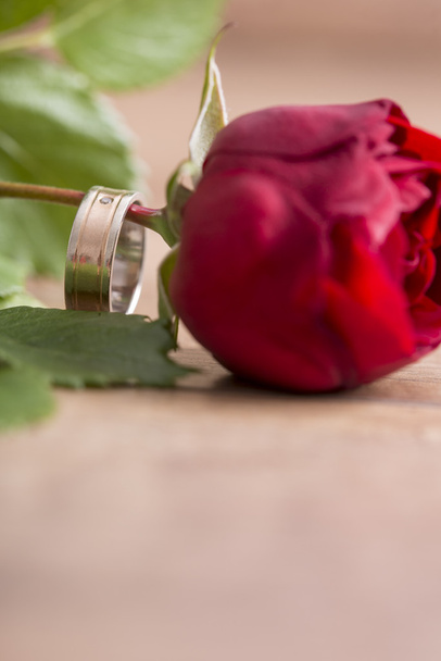 Romantic wedding band on a single red rose - Foto, afbeelding