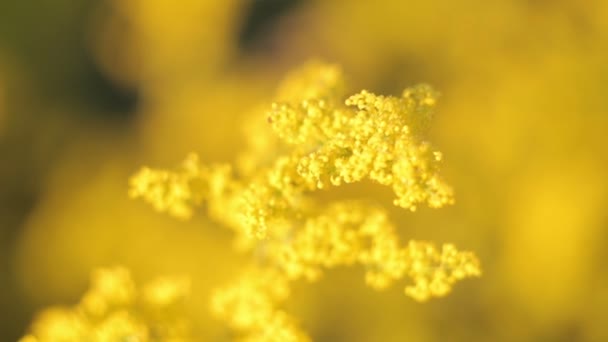 Flores amarelas
 - Filmagem, Vídeo