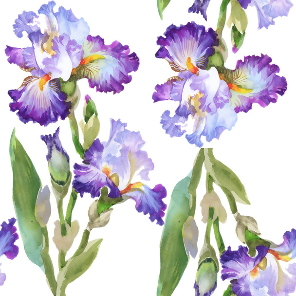 Summer meadow  iris flowers - Foto, afbeelding