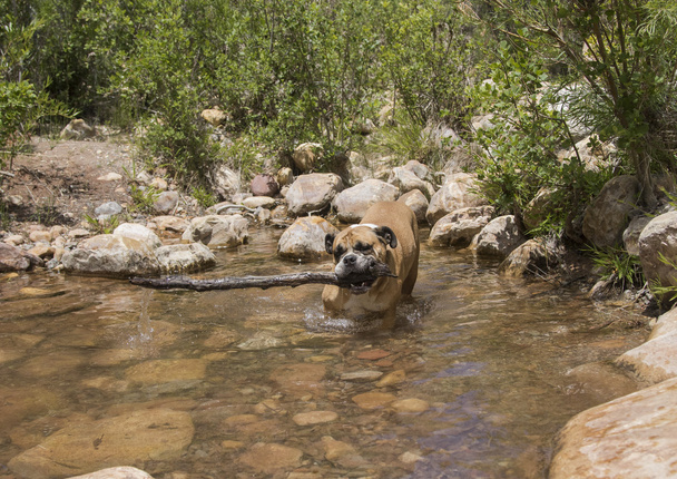 Bulldog recogiendo el palo más grande del arroyo
 - Foto, imagen
