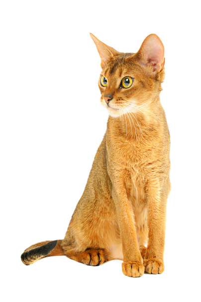 Abyssinian cat - Photo, Image