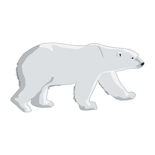 lední medvěd izolovaný na bílém pozadí - Vektor, obrázek