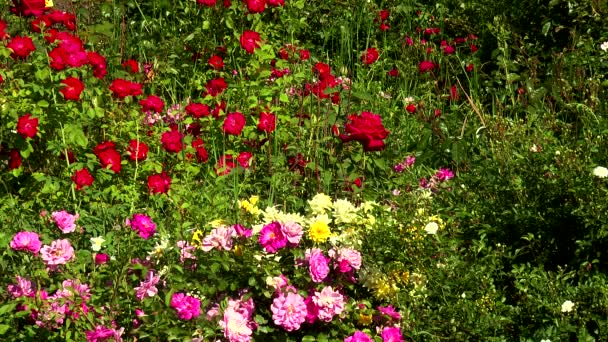 Colorful flowerbed - Footage, Video