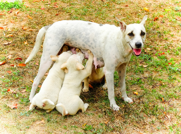 Tres cachorros sin hogar chupando la leche
 - Foto, imagen