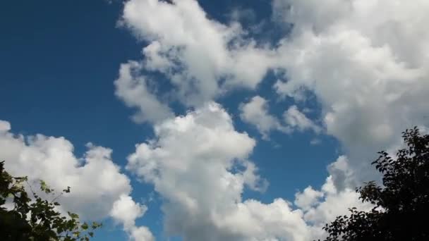 fa tetejét, és a felhők idő telik el - Felvétel, videó