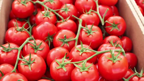 rajčata v létě zemědělci na trh - Záběry, video