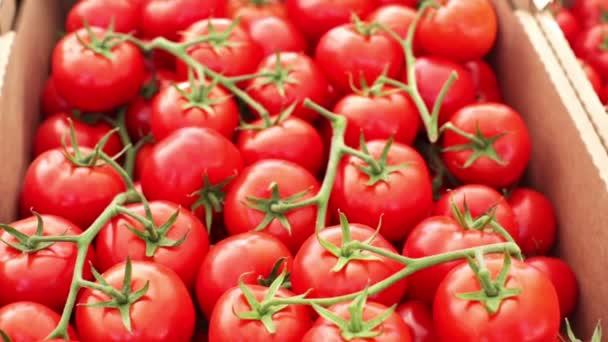 Tomaten auf Sommer-Bauernmarkt - Filmmaterial, Video
