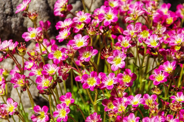 Mossy saxifrage flowers - Photo, Image