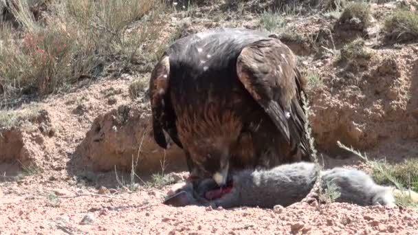 Eagle heeft zojuist een kill - Video