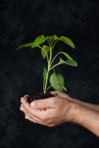 Man handen met een plant. ecologie concept - Foto, afbeelding