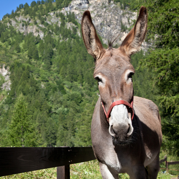 Donkey close up - Photo, Image